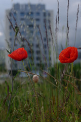 Fototapeta premium wild poppies in gardens of the neighborhood of Salburua, Vitoria-Gasteiz; Basque Country (Spain)