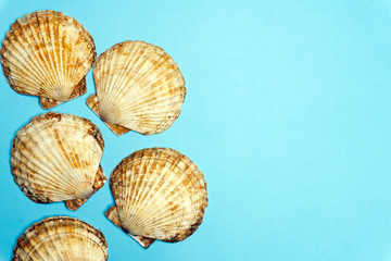 Ocean shell (seashell) isolated on colored background. Shell texture, minimal concept