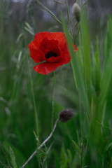 Fototapeta premium wild poppies in gardens of the neighborhood of Salburua, Vitoria-Gasteiz; Basque Country (Spain)