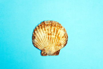 Ocean shell (seashell) isolated on colored background. Shell texture, minimal concept