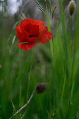 Fototapeta premium wild poppies in gardens of the neighborhood of Salburua, Vitoria-Gasteiz; Basque Country (Spain)