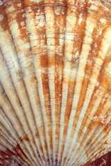 Seashell (ocean shell or sea shell) texture close up. Natural shell pattern