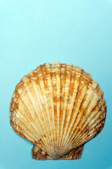 Ocean shell (seashell) isolated on colored background. Shell texture, minimal concept