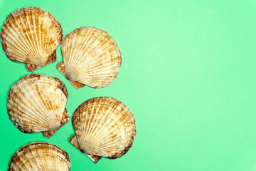 Ocean shell (seashell) isolated on colored background. Shell texture, minimal concept