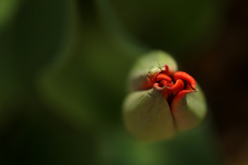 Macro photo of petals of a closed green bud with a red heart of a tulip on a dark green blurred background