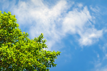 Green leaves on a blue sky with clouds background.