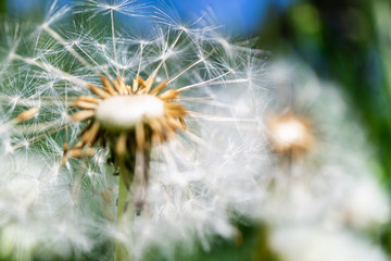 Fototapeta premium Dandelion flower with seeds close up on colorful bokeh background. Macro photo of summer nature scene