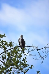 A osprey perched on tree Burnaby lake BC Canada
