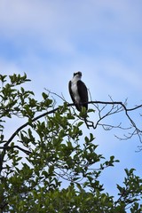 A osprey perched on tree Burnaby lake BC Canada