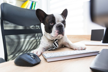 French bulldog works on computer at the office