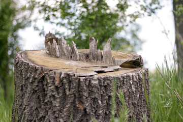A medium to large tree stump after a tree was cut down in the park. The stump is surrounded by green grass and green bushes and foliage is in the background. nature