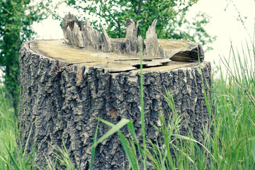 A medium to large tree stump after a tree was cut down in the park. The stump is surrounded by green grass and green bushes and foliage is in the background. nature