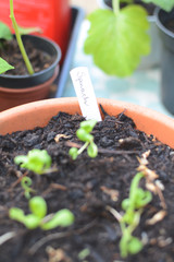 Home grown organic spinach seedlings planted in pots growing natural whole food at home
