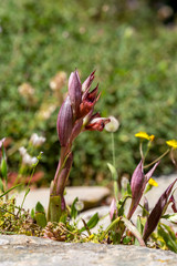 The orchid (Serapias lingua) in natural habitat