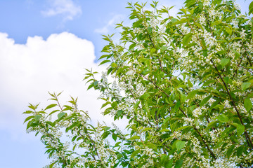 Obraz premium Close-up of Bird cherry tree Branches with White Flowers in Blossom on Blue Sky