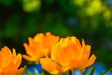 Blooming orange meadow flower in the garden