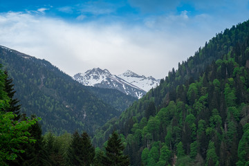 tree and snowy mountain peak panaromaic view