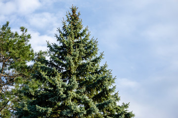 Branches of high blue fir picea pungens against blue sky with white clouds. Close-up. Blue spruce grows in evergreen garden. Concept of nature of the North Caucasus for design