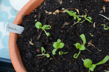 Home grown organic spinach seedlings planted in pots growing natural whole food at home