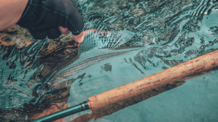 Grayling caught on the fly. Fly fishing