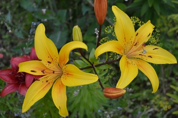 flower, yellow, nature, lily, plant, garden, green, flowers, orange, spring, blossom, beauty, flora, bloom, petal, macro, summer, petals, floral, lilies, white, lilly, beautiful, color, red