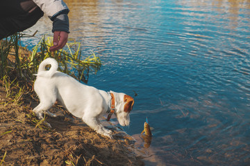 The dog and her master fishing.