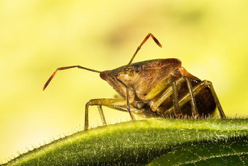 Green Shield Bug, Green Shieldbug, Palomena prasina