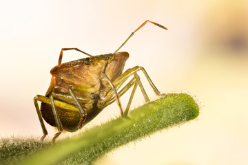 Green Shield Bug, Green Shieldbug, Palomena prasina