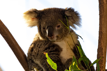 koala in tree
