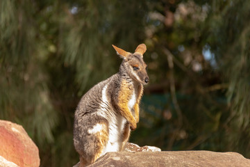 Wallaby