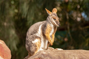 Wallaby