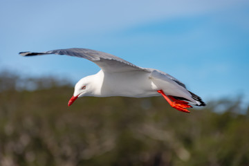 seagull in flight