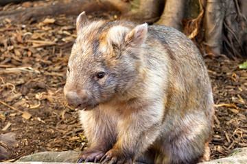 Wombat