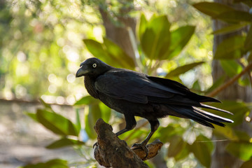 Obraz premium black crow on a tree