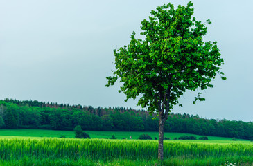 Fototapeta na wymiar single roadside tree in front of green cereal field and hill