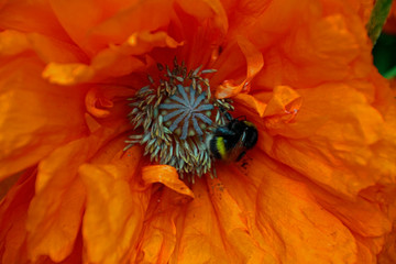 Black fluffy bumblebee on a poppy flower in May. Bright orange flower. Warm sunny day
