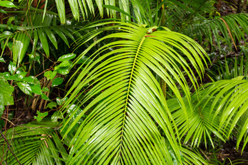 Obraz na płótnie Canvas leaves of fern