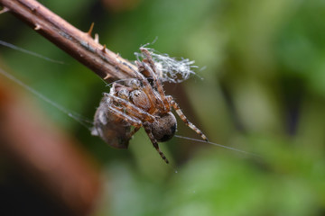 A small spider predator froze lurking on the tip of a brown raspberry stem on a green background. Macro photography of insects.