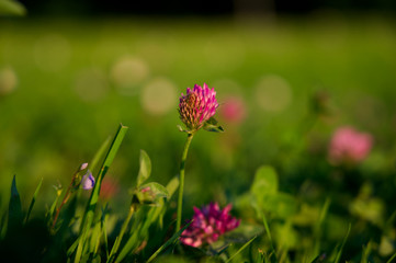 Nahaufnahme einer roten Kleeblume mit grünem Hintergrund und Bokeh