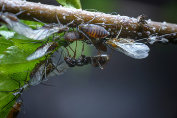 The symbiosis of ants and aphids. Ant tending his flock of aphids on dark background. Macro photography of insects.
