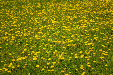 Spring meadow full of dandelions - 270188837