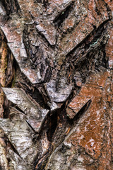 Fragment of natural bark, lit by the soft evening sunlight, may be used as contemporary expressive element of ecological or naturalistic style for interior or graphic design.
