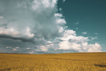 Fototapeta na wymiar wheat field under sunset cloud sky