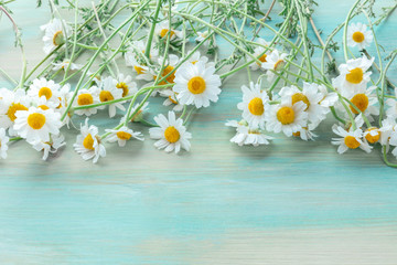 Blooming chamomile flowers on a vibrant teal blue wooden background with copyspace