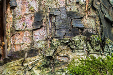 Fragment of natural bark, lit by the soft evening sunlight, may be used as contemporary expressive element of ecological or naturalistic style for interior or graphic design.