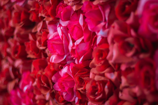 Closeup red roses background with soft focus and blurred