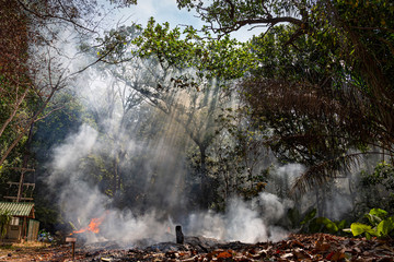 Fire in a tropical forest due to hot climate. a lot of smoke and ash, the sun's rays cut through the trees.