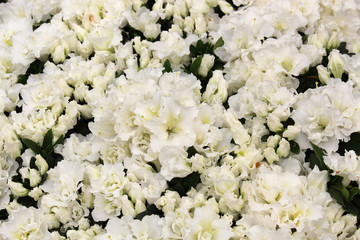 Bloom-A-Thon White Azalea. Blooming bush of rhododendron.