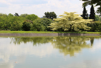 Fototapeta na wymiar Blooming Persian Silk Tree. Albizia Julibrissin in the Japanese garden on the lake.