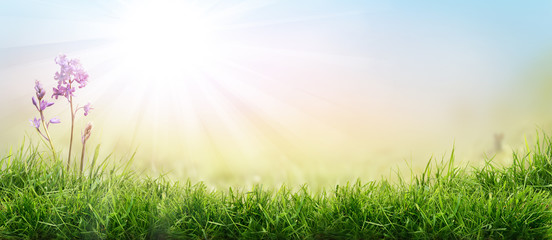 Lush spring green grass background with a sunny summer blue sky over fields and bluebell pastures.